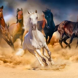 Enjoy Puzzle - Horses Running in the Desert